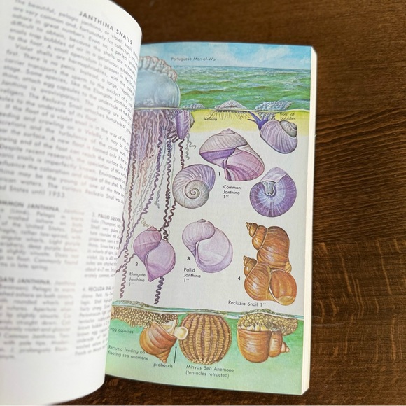 Seashells of North America A Guide to Field Identification - Picture 7 of 11